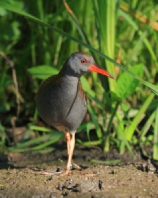  Chruściele - Rails and Coots