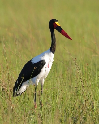 Żabiru afrykański - Ephippiorhynchus senegalensis - Saddle-billed Stork