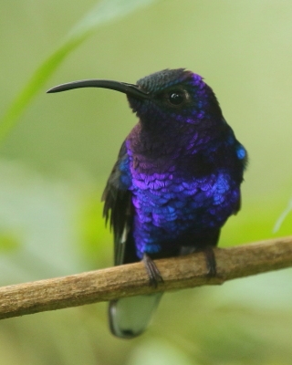 Zapylak fioletowy - Campylopterus hemileucurus - Violet Sabrewing