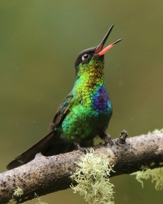 Złotniczek - Panterpe insignis - Fiery-throated Hummingbird