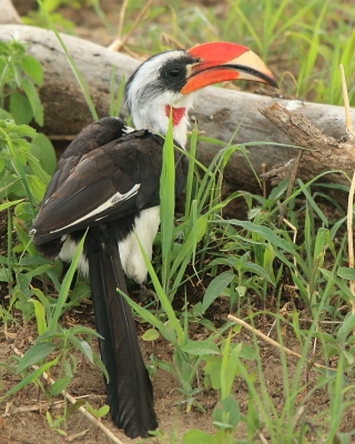 Toko czarnoskrzydły - Tockus deckeni - Von der Decken's Hornbill