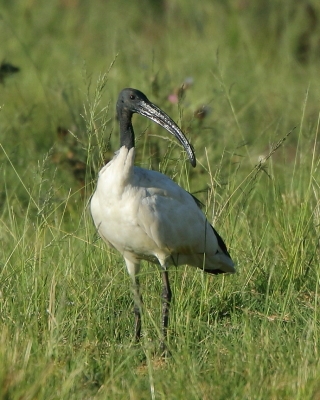 Ibis czczony - Threskiornis aethiopicus - Sacred Ibis