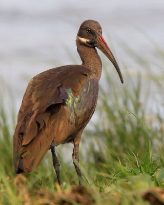 Ibis białowąsy - Bostrychia hagedash - Hadada Ibis