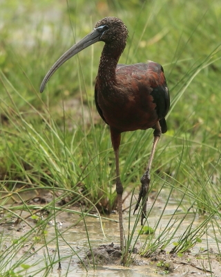Ibis kasztanowaty - Plegadis falcinellus - Glossy Ibis