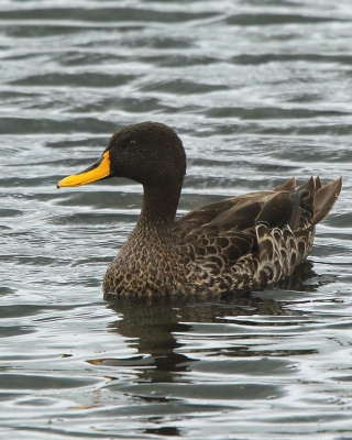 Kaczka żółtodzioba - Anas undulata - Yellow-billed Duck