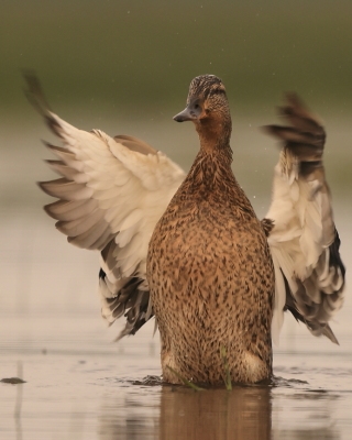 Krzyżówka - Anas platyrhynchos - Mallard