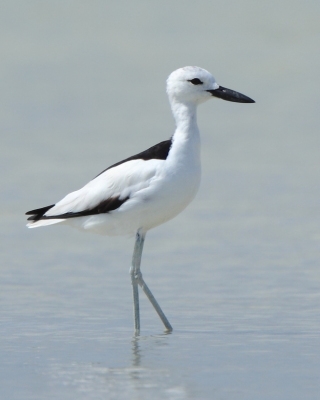 Krabożer - Dromas ardeola - Crab-plover