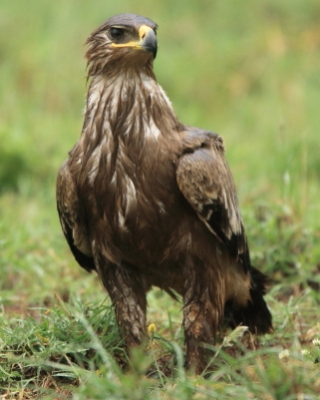 Orzeł stepowy - Aquila nipalensis - Steppe Eagle