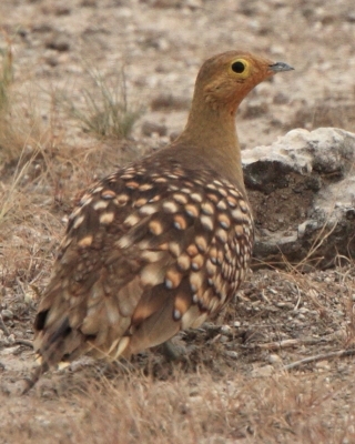 Stepówka namibijska - Pterocles namaqua - Namaqua Sandgrouse