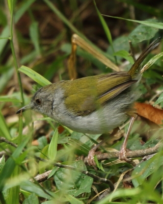 Beczak zielonogrzbiety - Camaroptera brachyura - Green-backed Camaroptera