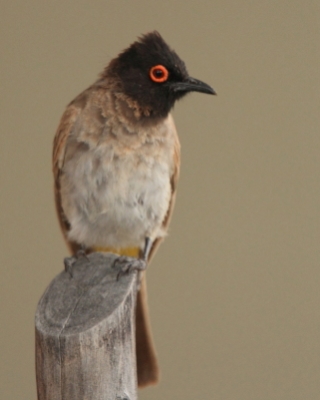 Bilbil czerwonooki - Pycnonotus nigricans - Black-fronted Bulbul
