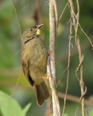 Brązownik wąsaty - Eurillas latirostris - Yellow-whiskered Greenbul