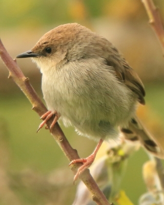 Chwastówka górska - Cisticola hunteri - Hunter's Cisticola