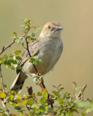 Chwastówka krępa - Cisticola robustus - Stout Cisticola