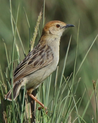Chwastówka rechocząca - Cisticola chiniana - Rattling Cisticola