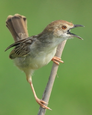 Chwastówka równikowa - Cisticola marginatus - Winding Cisticola