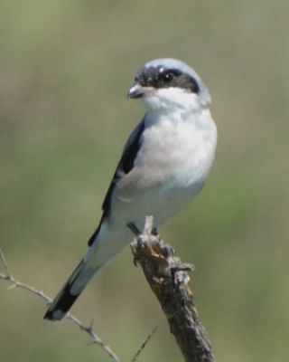 Dzierzba czarnoczelna - Lanius minor - Lesser Grey Shrike