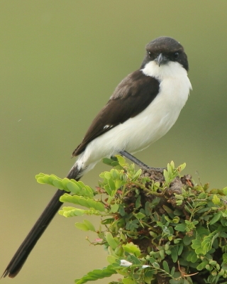 Dzierzby - Laniidae - Shrikes