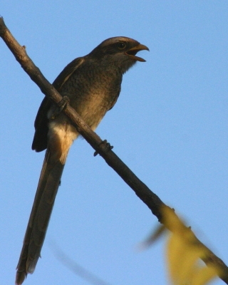 Dzierzba kreskowana - Lanius corvinus - Yellow-billed Shrike
