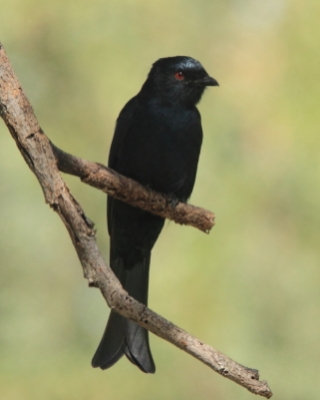 Dziwogon żałobny - Dicrurus adsimilis - Fork-tailed Drongo