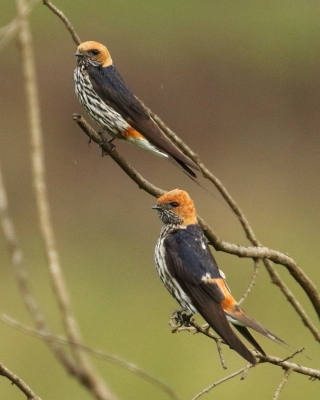 Jaskółka abisyńska - Cecropis abyssinica - Lesser Striped Swallow