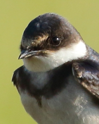 Jaskółka białogardła - Hirundo albigularis - White-throated Swallow