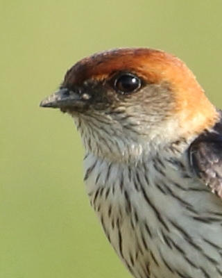 Jaskółka kreskowana - Cecropis cucullata - Greater Striped Swallow