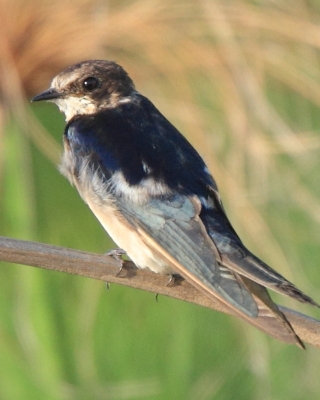 Jaskółka przylądkowa - Hirundo dimidiata - Pearl-breasted Swallow