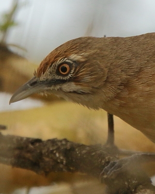 Młacznik - Melocichla mentalis - Moustached Grass Warbler