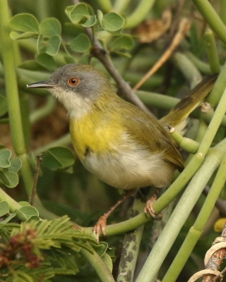 Nikornik żółtopierśny - Apalis flavida - Yellow-breasted Apalis