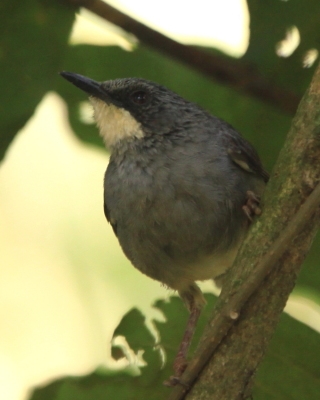 Ciemnogłowik białobrody - Schistolais leucopogon - White-chinned Prinia