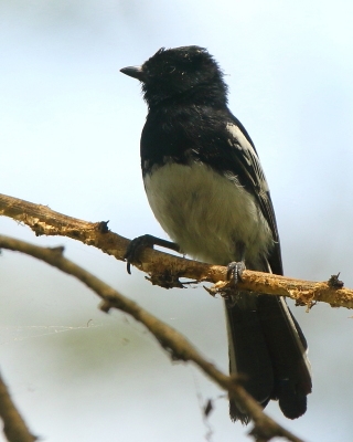 Sikora białobrzucha - Melaniparus albiventris - White-bellied Tit