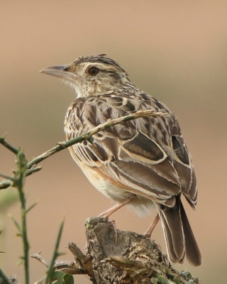 Skowrończyk kusy - Spizocorys fremantlii - Short-tailed Lark