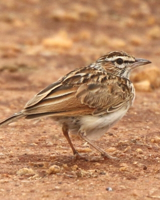 Afroskowronek czerwonawy - Calendulauda africanoides alopex - Foxy Lark