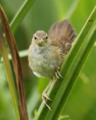 Trzciniak jasnobrewy - Acrocephalus gracilirostris - Lesser Swamp Warbler