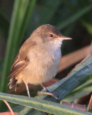 Trzcinniczek tęposkrzydły - Acrocephalus baeticatus - African Reed Warbler