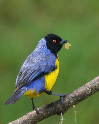 Tanagrowate - Thraupidae - Tanagers