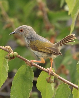 Beczak szarogrzbiety - Camaroptera brevicaudata - Grey-backed Camaroptera