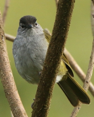 Bilbil ciemnołbisty - Arizelocichla nigriceps - Mountain Greenbul