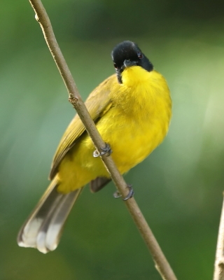 Bilbil czarnoczuby - Pycnonotus melanicterus - Black-capped Bulbul