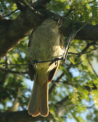 Bilbil zuchwały - Andropadus importunus - Sombre Greenbul