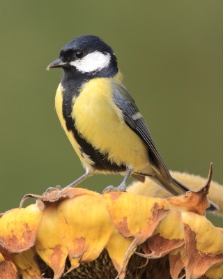 Bogatka - Parus major - Great Tit