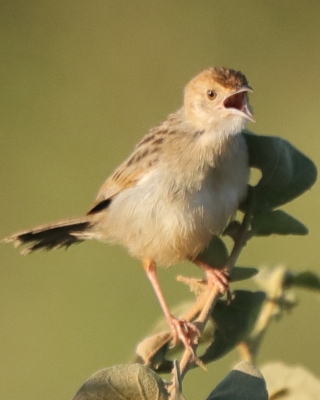 Chwastówka stokowa - Cisticola bodessa - Boran Cisticola