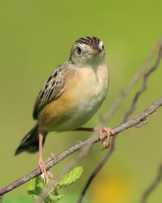 Chwastówka zwyczajna - Cisticola juncidis - Zitting Cisticola
