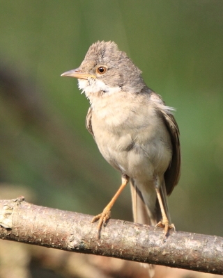 Cierniówka - Sylvia communis - Common Whitethroat