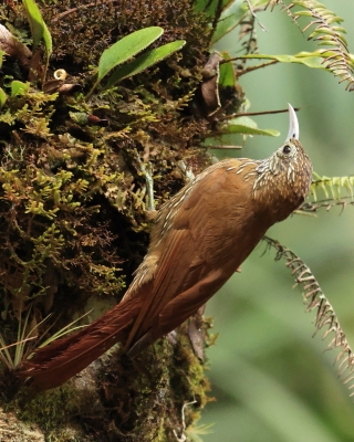 Tęgosterowate - Dendrocolaptidae - Woodcreepers