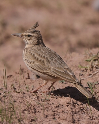 Skowronki - Alaudidae -Larks