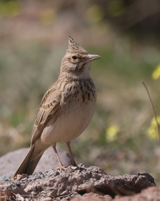 Dzierlatka - Galerida cristata - Crested Lark