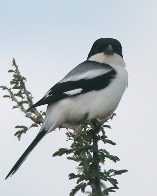 Dzierzba białorzytna - Lanius somalicus - Somali Fiscal
