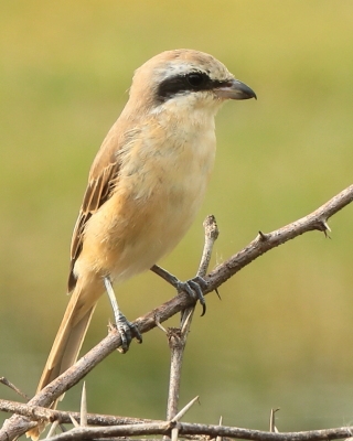 Dzierzba brązowa - Lanius cristatus - Brown Shrike